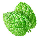 Symbol Medovka lekárska