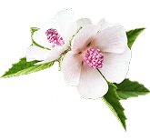 Symbol Ibiš lekársky